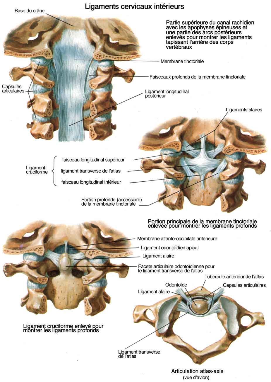 Douleurs cervicales, névralgies cervico-brachiales
